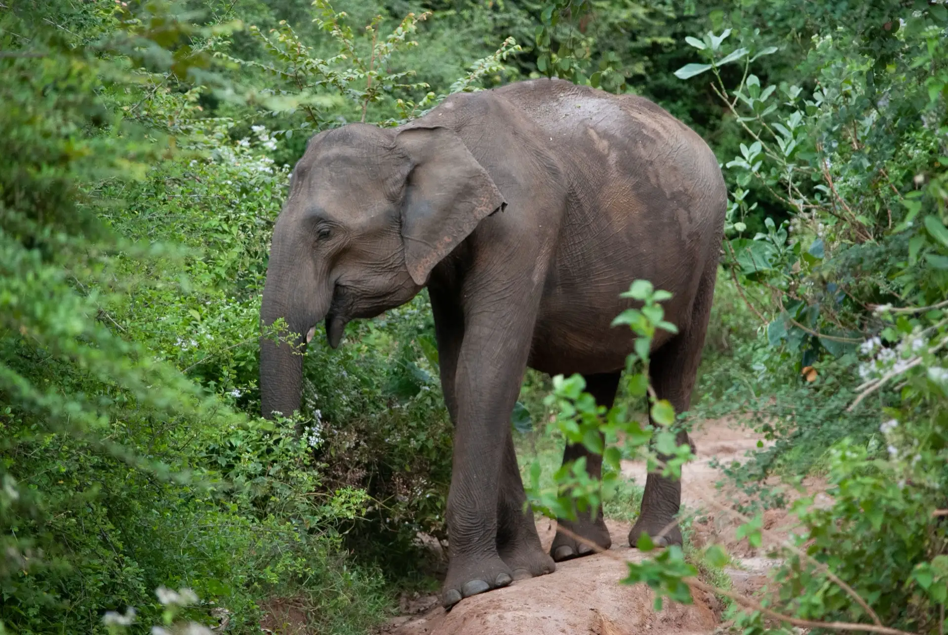 A single Sri Lankan elephant standing on a red earth track in Udawalawe National Park, feeding from dense green scrub on both sides.