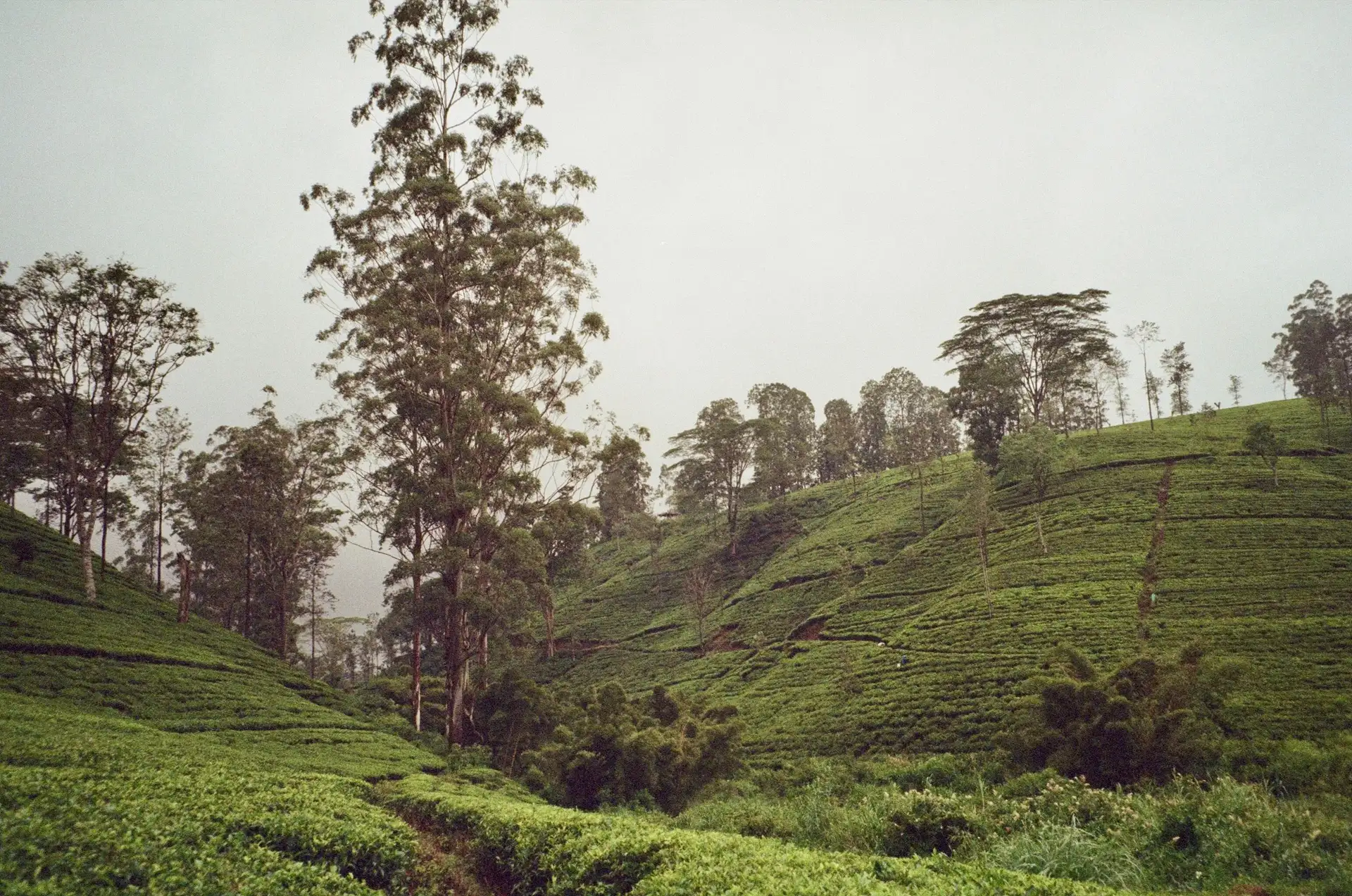 Rows of clipped tea bushes over rolling highland slopes under low cloud.