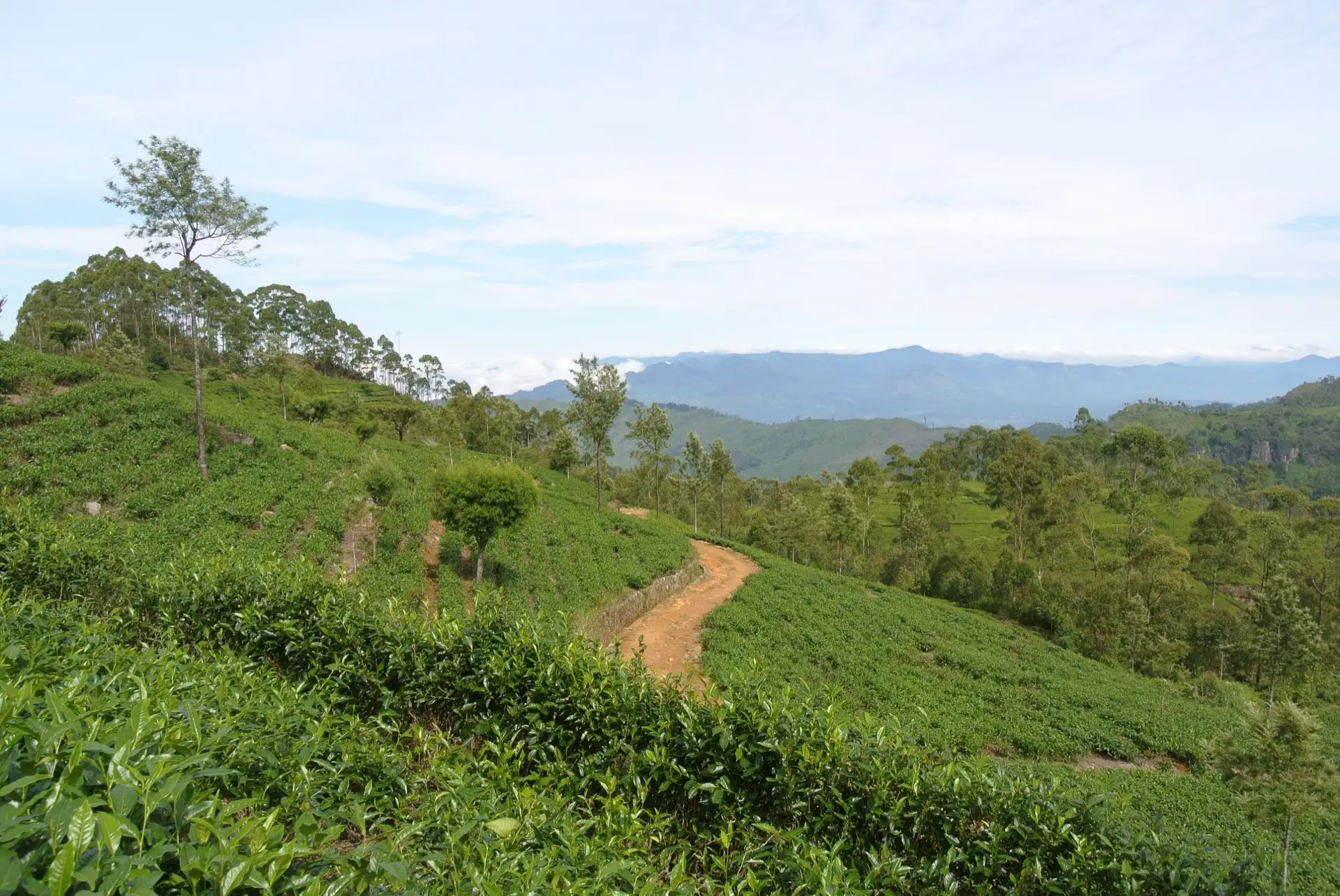A dirt track winding up through clipped tea bushes on a steep Dambatenne estate hillside near Haputale, with layered blue hill ranges behind.