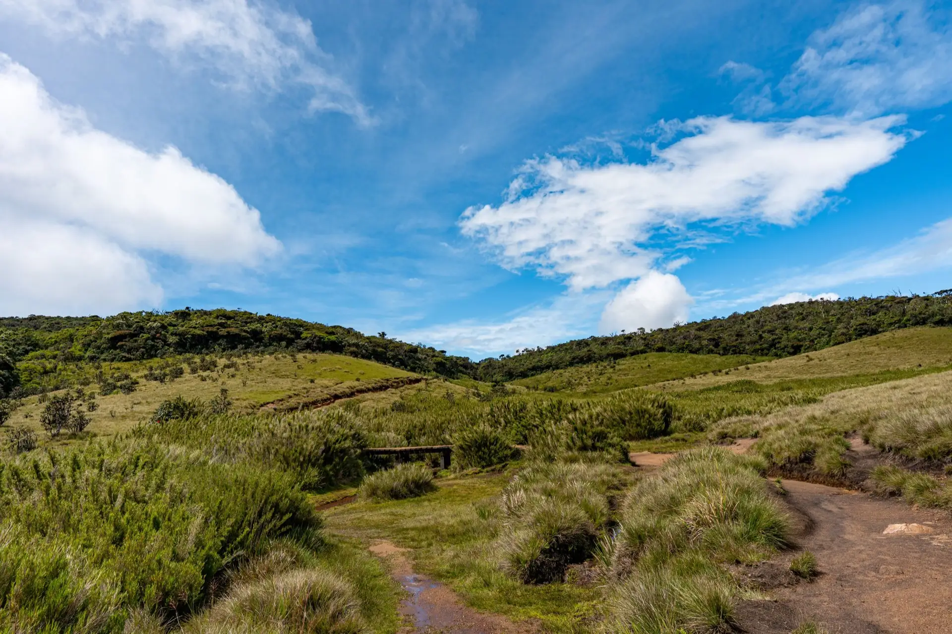 Open montane grassland and low cloud forest on the Horton Plains plateau under an early morning sky.