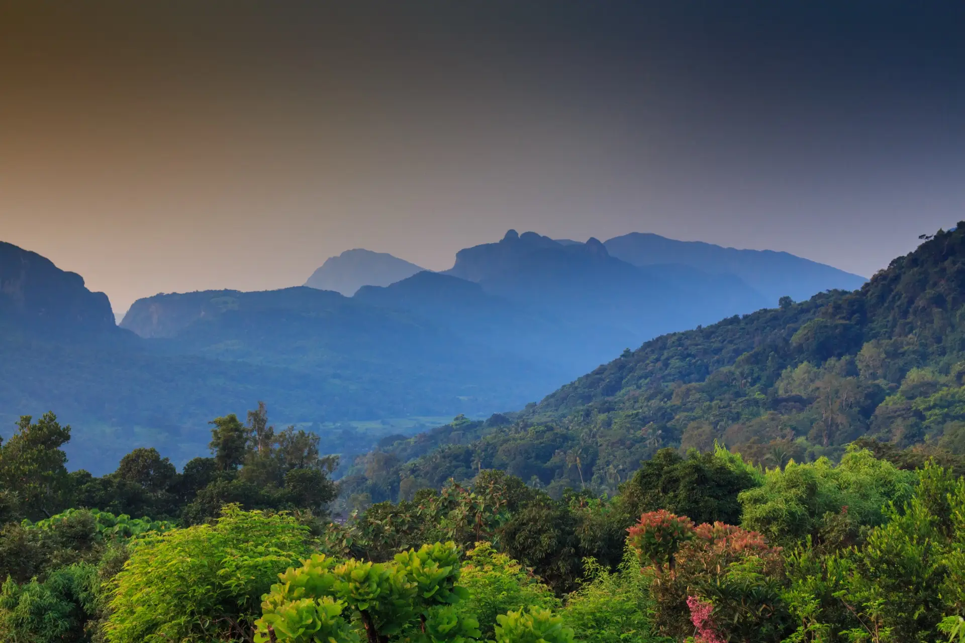The jagged Knuckles ridge in blue haze at first light, seen across forested foothills with flowering shrubs in the foreground.