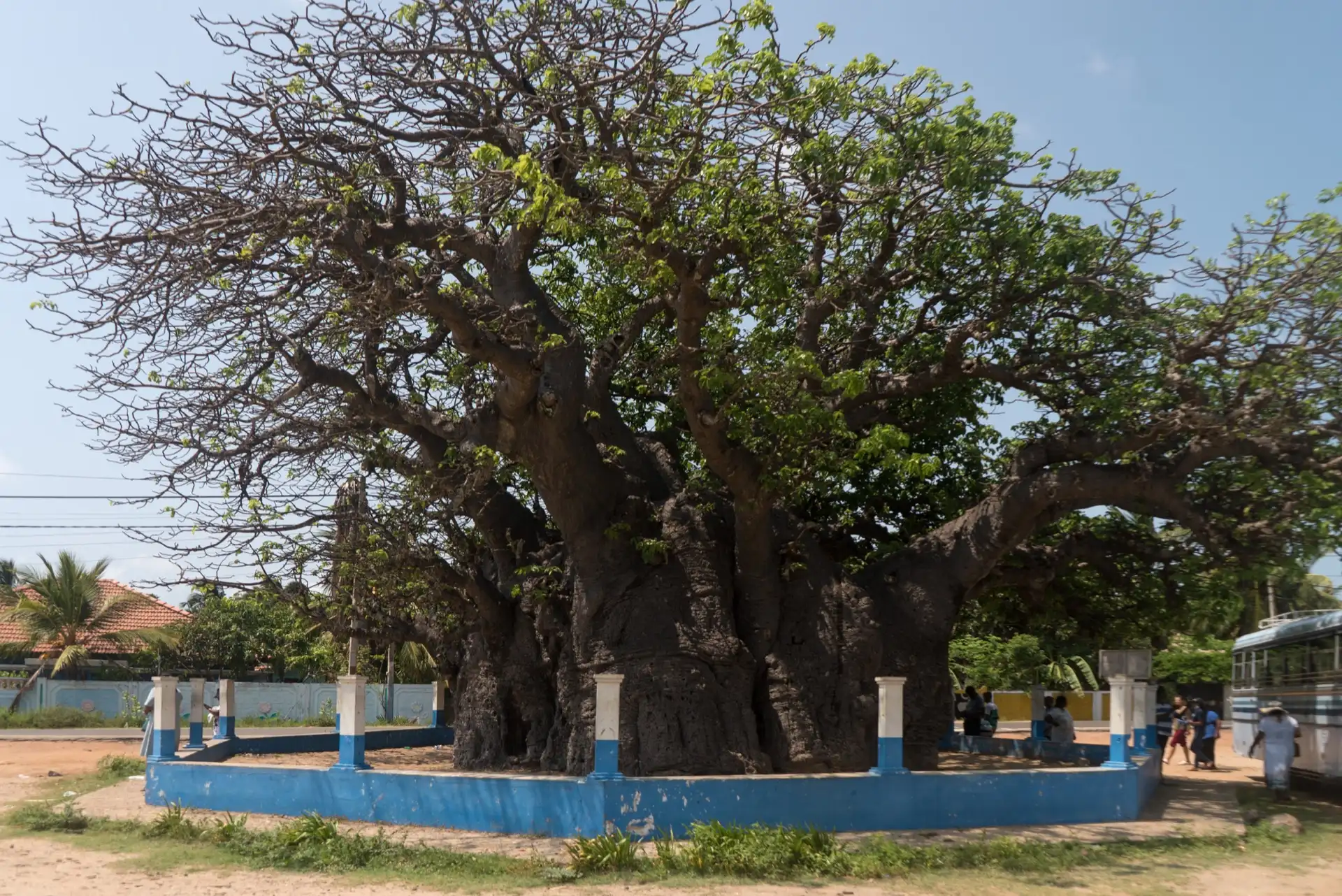 An enormous baobab on Mannar island with a swollen grey trunk and bare spreading branches, ringed by a low blue-painted wall beside a village road.