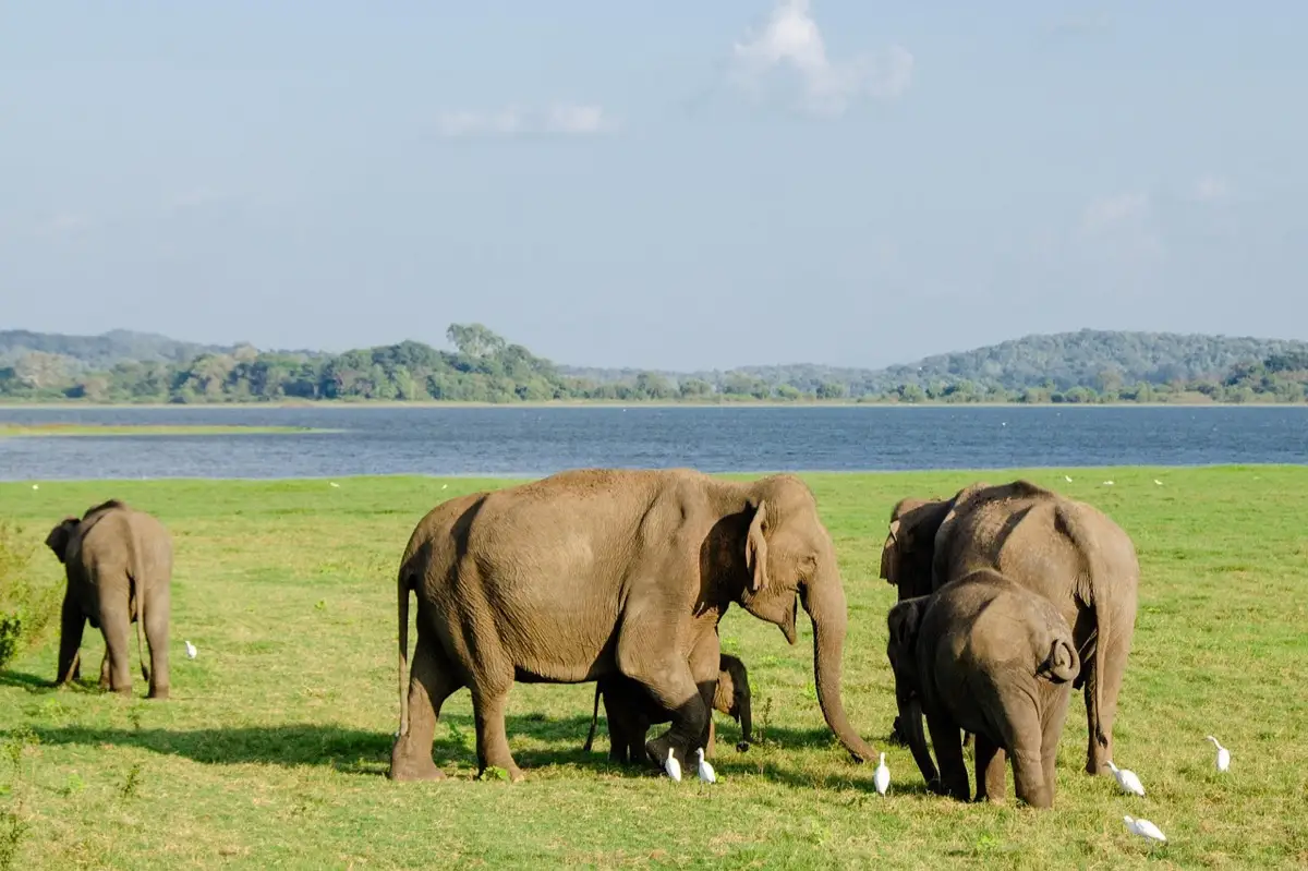 A family group of Asian elephants with a calf grazing on the open grass of the Minneriya tank bed, with the reservoir and forest behind them.