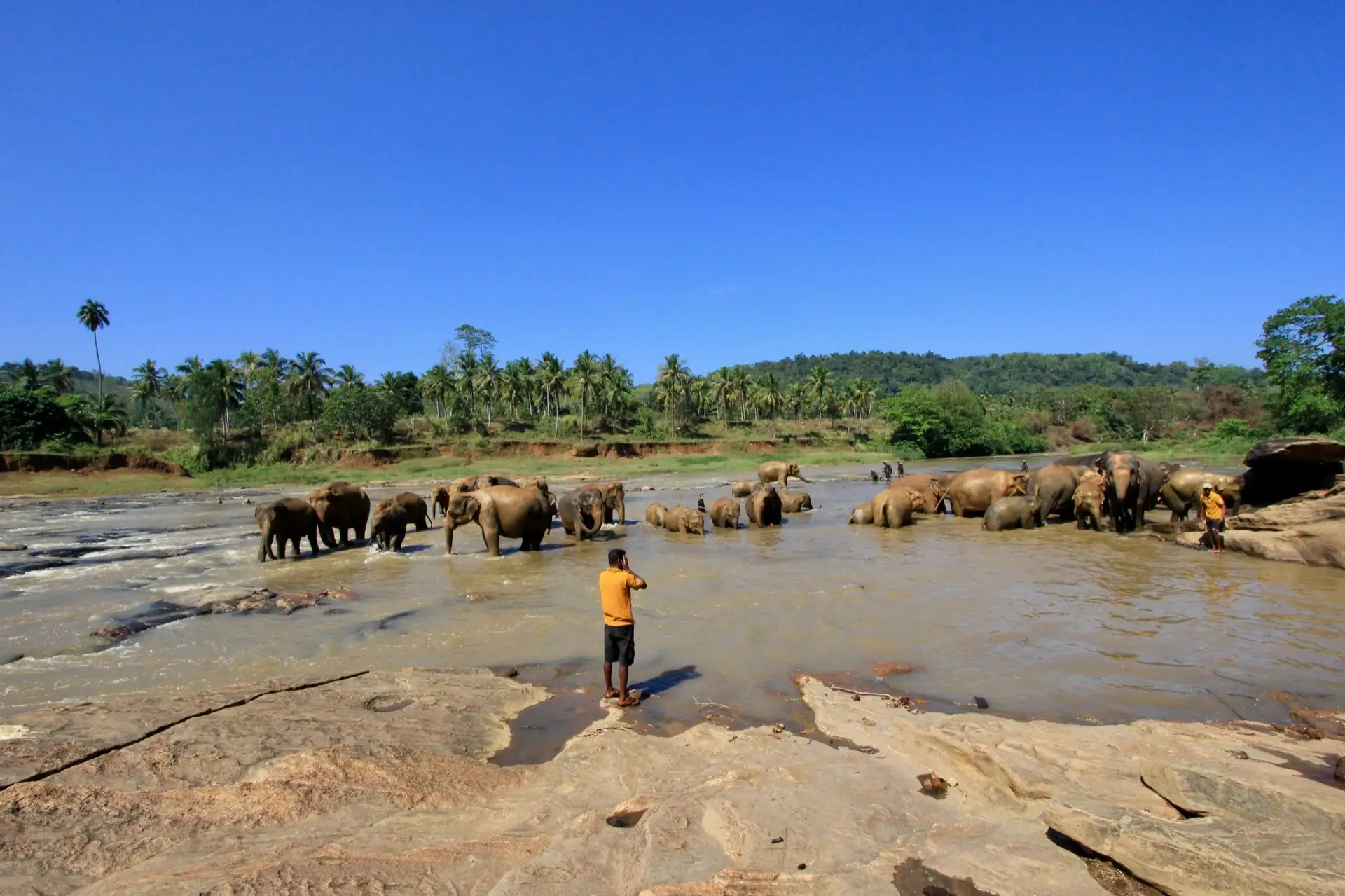 Elephants standing in the shallow brown water of the Ma Oya at Pinnawala, with trees and low buildings along the far bank.