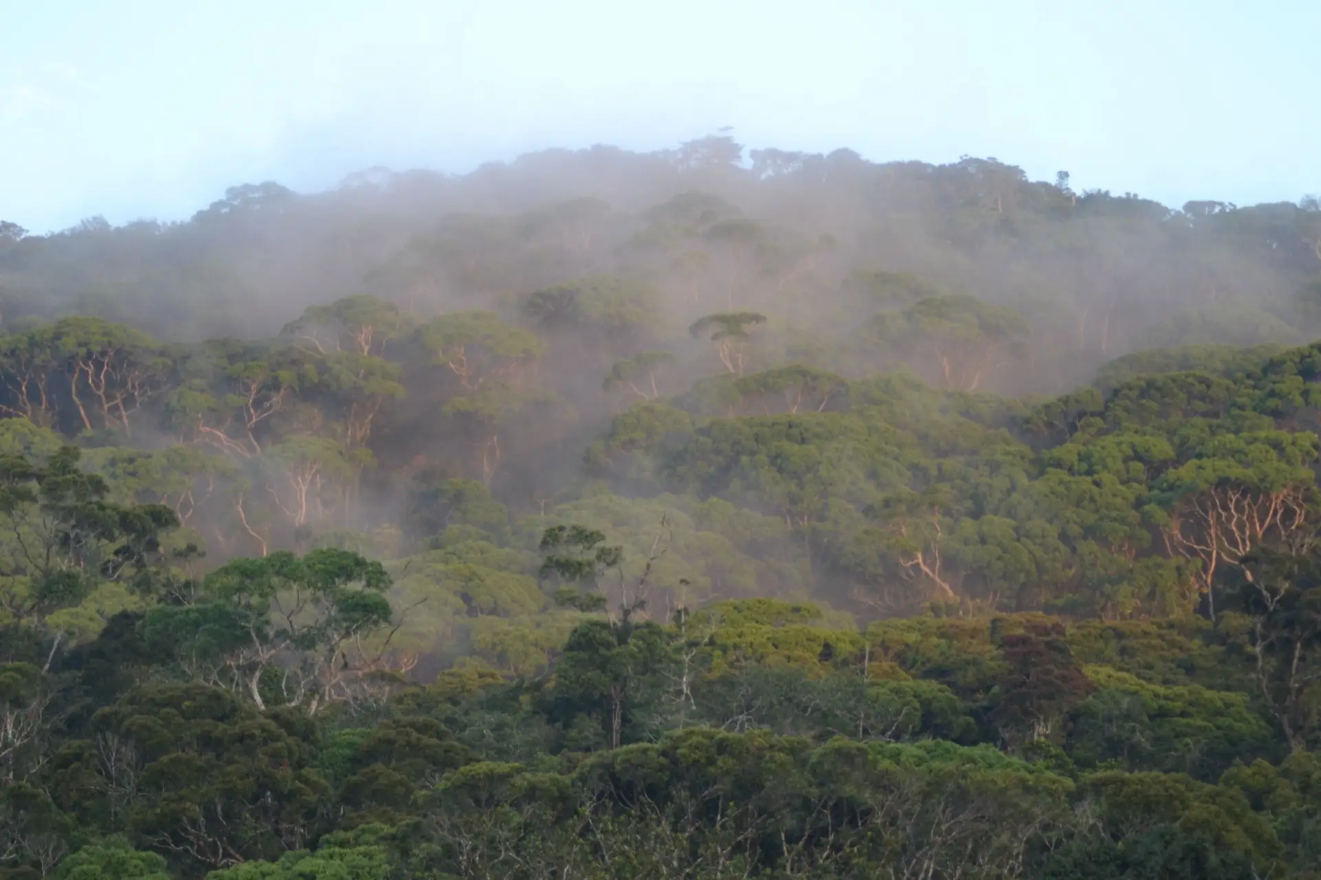 Dense lowland rainforest on a steep ridge at Sinharaja, with mist hanging in the canopy.