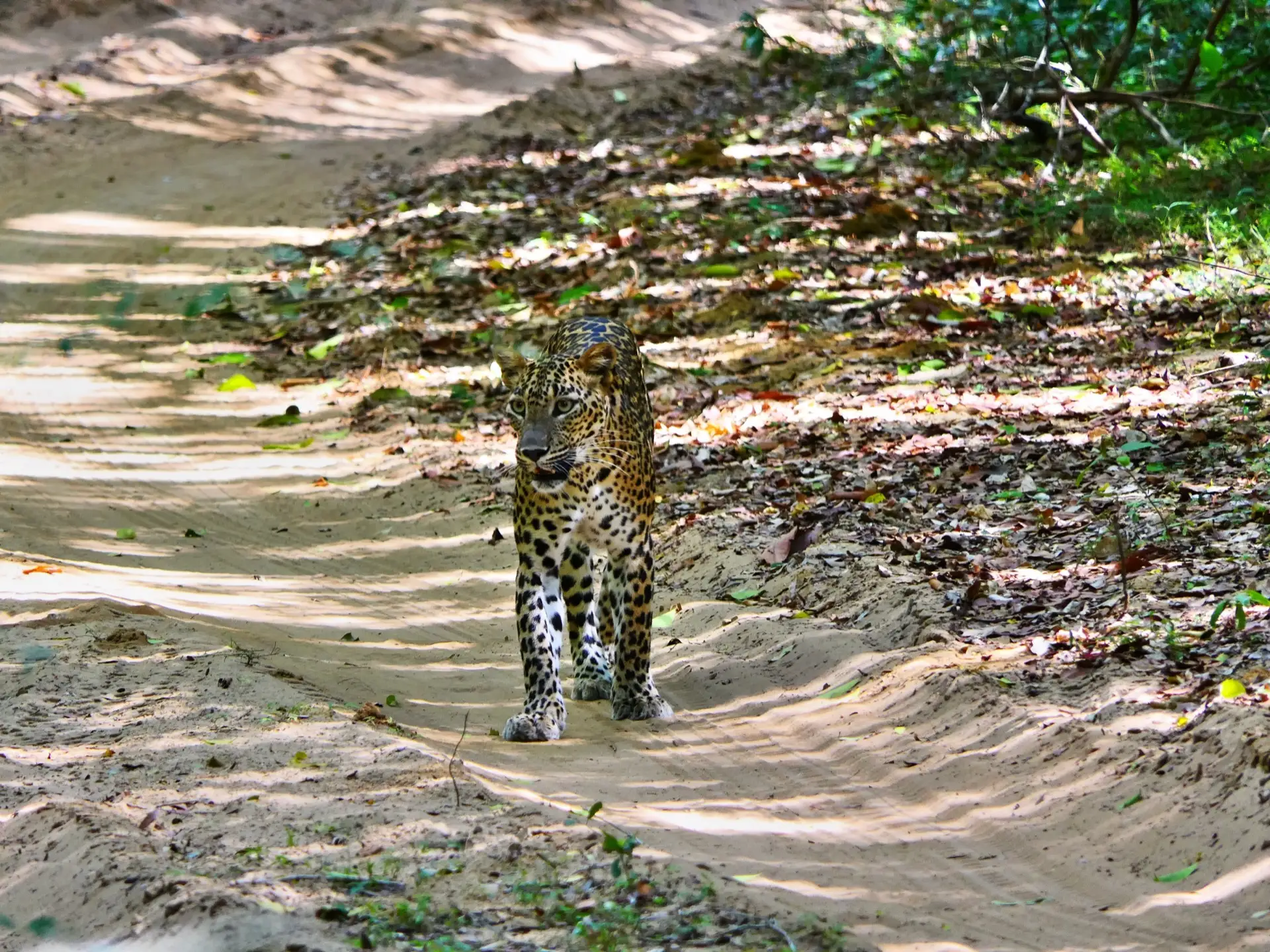 A sand-rimmed villu in Wilpattu National Park, with still water in the foreground and dry-zone forest closing in behind it.