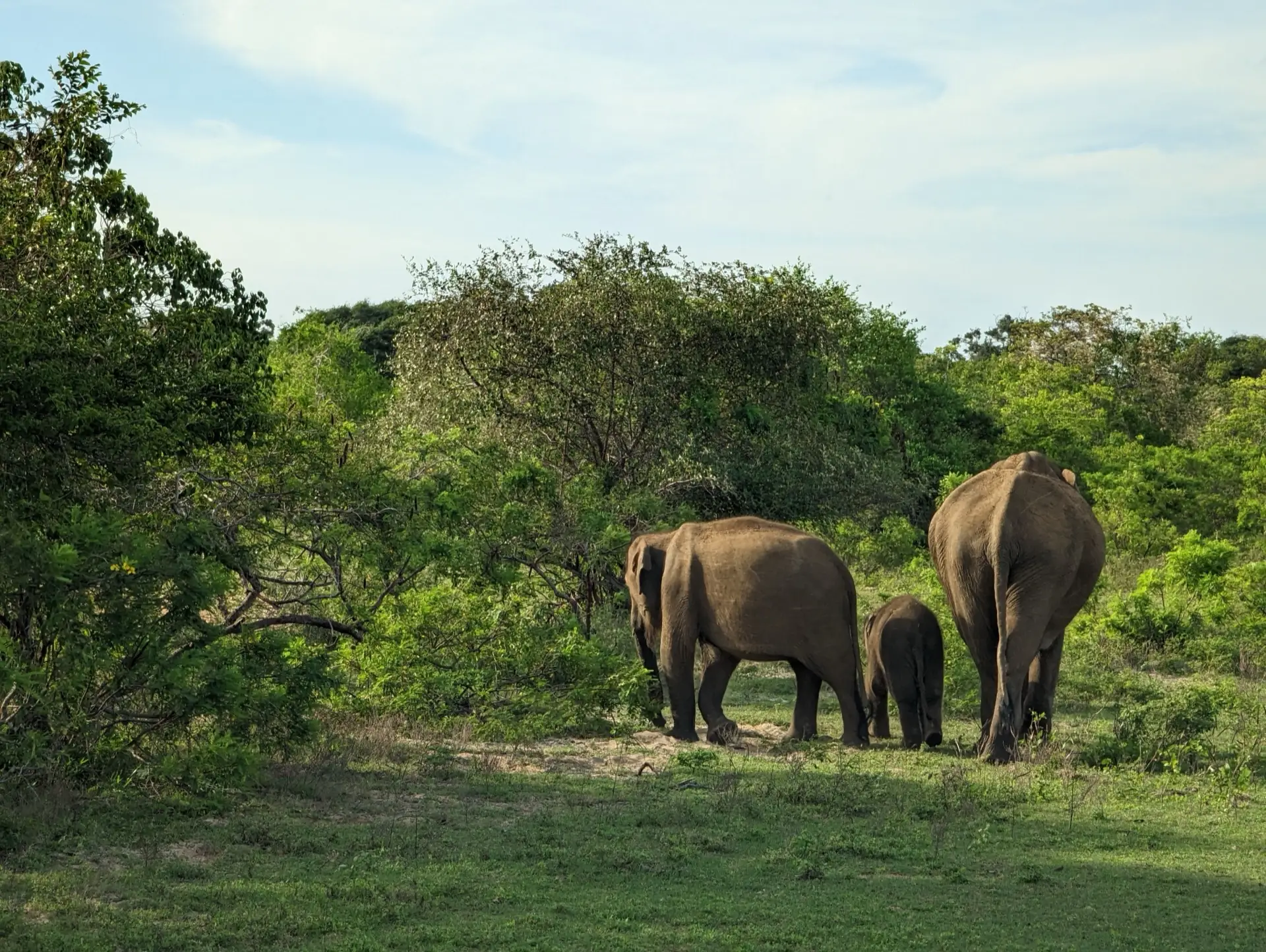 Two adult elephants and a calf grazing at the edge of thorny scrub in Yala National Park, seen from behind across open grass.